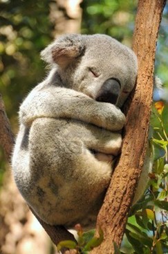 Ảnh SEESINGSHARE 23/12 HAI VÉ KOALA