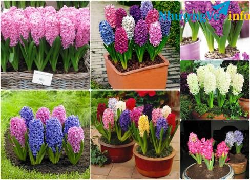 Ảnh cần mua cặp vé vn-cam